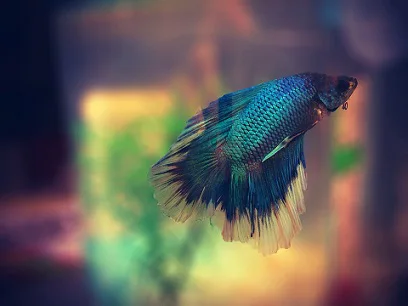 colorful betta fish